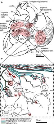 Synaptic Plasticity in Cardiac Innervation and Its Potential Role in Atrial Fibrillation